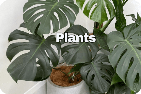 blogging about plants