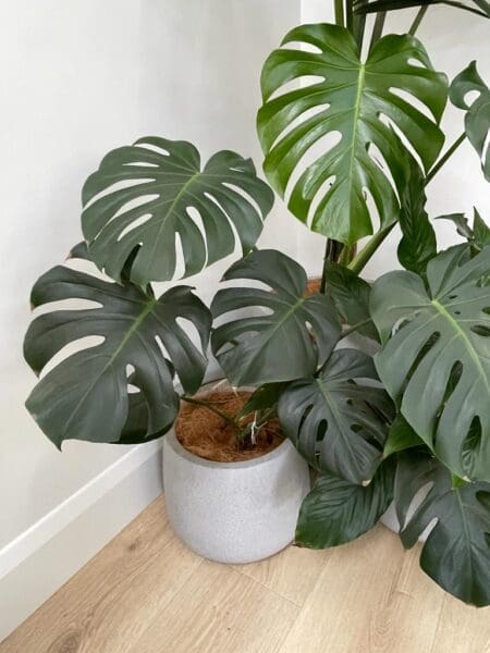  Not only do indoor plants enhance the aesthetic appeal of your home office