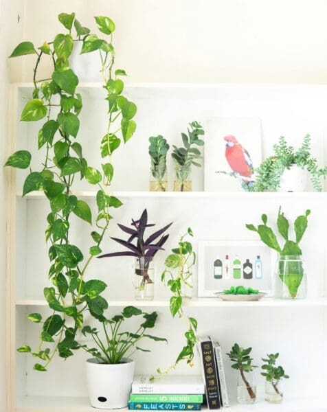 Utilize shelves to display a variety of your indoor plants.