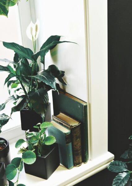 Choosing the right indoor plants (like a Peace Lily or Mother-in-law's tongue) might also help purify the air in your garden home office.